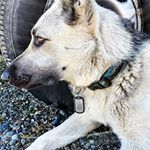 German Shepard Dog with Maltese Cross Dog Tag (Instagram)