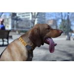 Flushmount Dogtag flush mounted on dog collar with rivets