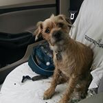 Mini Dog Tags (Instagram)
