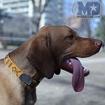 Collar Rivet Dog Tags (Instagram)