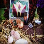 Gardening Plant ID Tags (Instagram)