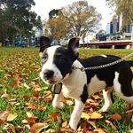 Dog Collar Dog Tags (Instagram)
