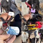 Jumbo Dog Tag on sheep's collar (Instagram)