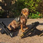 Hunting Dog Dogtags (Instagram)