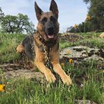 Pet ID Dogtags (Instagram)