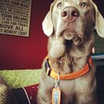 Dog Collar Dog Tags (Instagram)