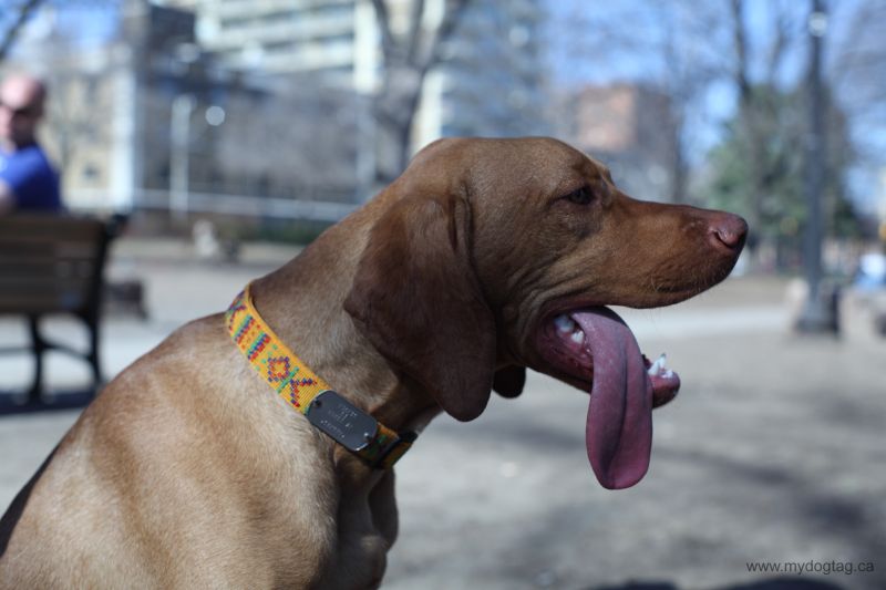 pet id dogtags