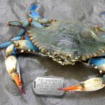 Blue crab holding crab trap tag in claw