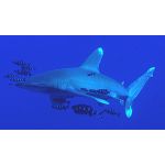 Shark Tooth Pendant Oceanic shark
