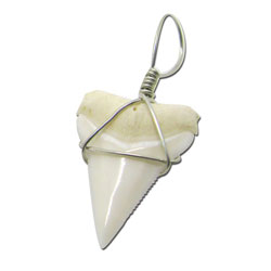 Shark Tooth Pendant